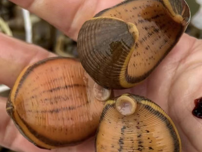 ����8��·��������Ѽ�