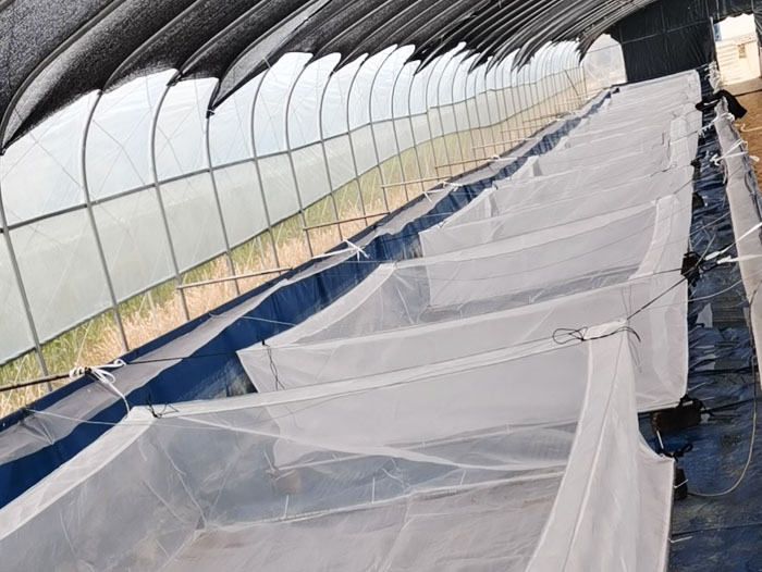 ��ֳ����