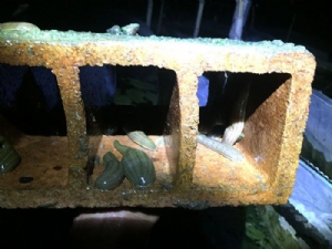 天游8线路检测中心成苗