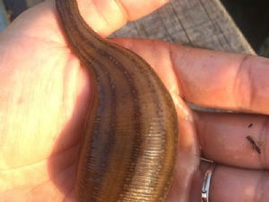 天游8线路检测中心成苗