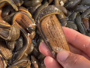 天游8线路检测中心成苗