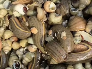 天游8线路检测中心成苗