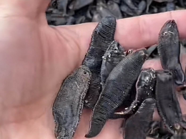 ����8��·���������Ʒ