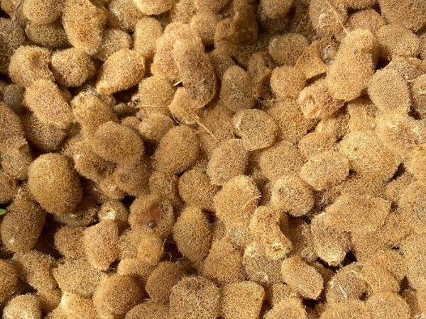 ����8��·��������Ѽ�