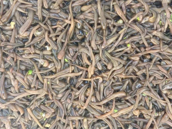 ����8��·��������Ѽ�