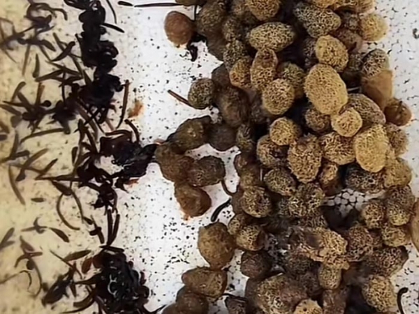 ����8��·��������Ѽ�