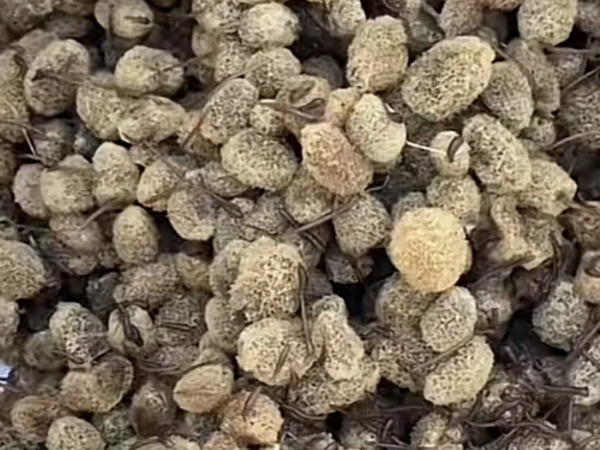 ����8��·��������Ѽ�