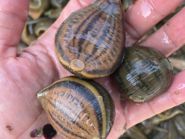 ����8��·�������С��