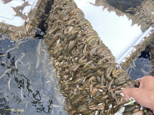 天游8线路检测中心成苗