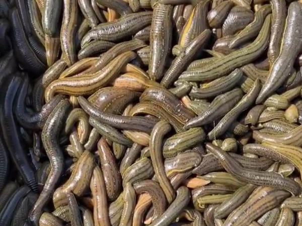 天游8线路检测中心成苗