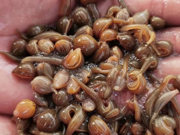 天游8线路检测中心成苗