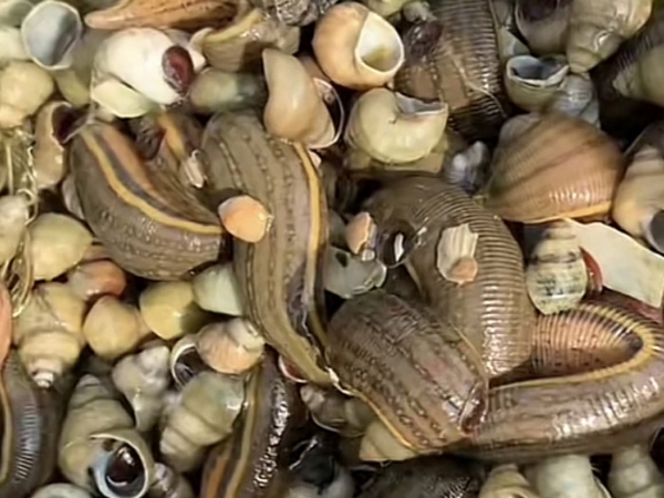 天游8线路检测中心成苗