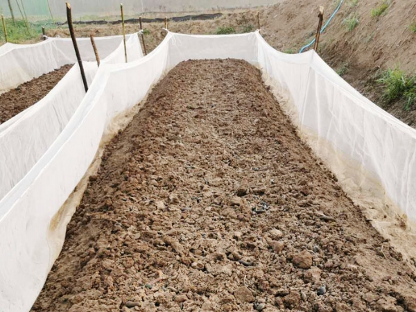 ��ֳ����