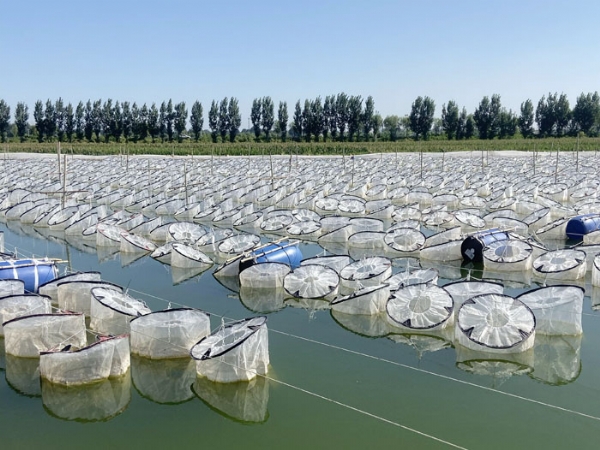 ��ֳ����