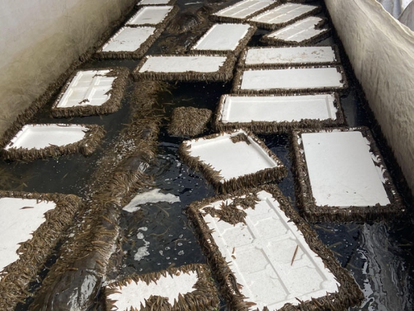 ��ֳ����