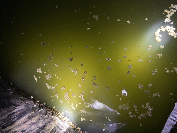 ��ֳ����