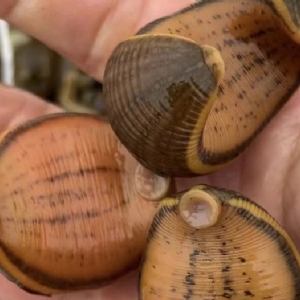 ����8��·��������Ѽ�