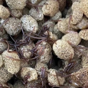 ����8��·��������Ѽ�