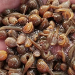 ����8��·�������С��