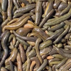 ����8��·������ĳ���