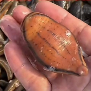 ����8��·������ĳ���