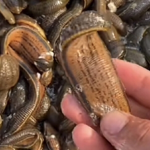 ����8��·������ĳ���