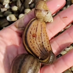 ����8��·������ĳ���