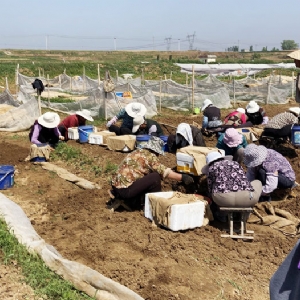 ��ֳ����