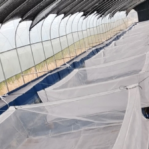 ��ֳ����