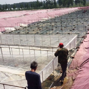 ��ֳ����