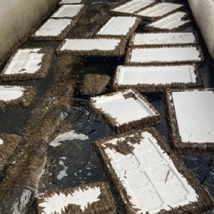 ��ֳ����