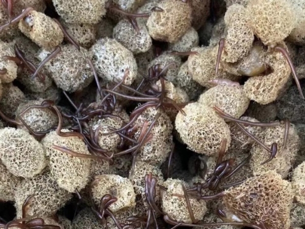 天游8线路检测中心养殖手艺履历和技巧浅谈