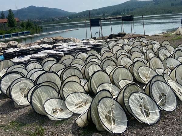 ��ֳ����