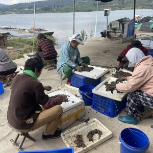 ��ֳ����