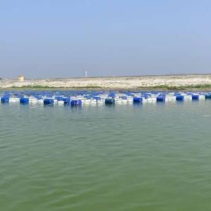 ��ֳ����